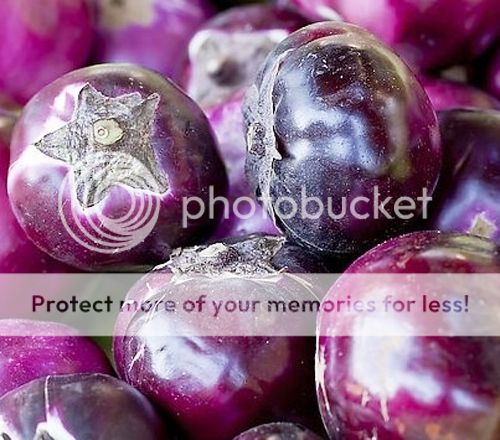 eggplant seed 30 seeds solanum melongena round eggplant